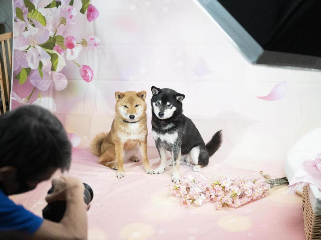 Izumigo Lake Hamanako Dog Paradise Hotel Hamamatsu Eksteriør billede