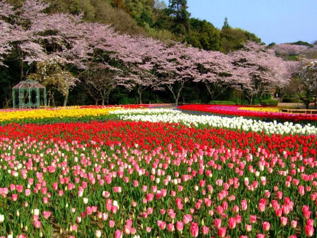 Izumigo Lake Hamanako Dog Paradise Hotel Hamamatsu Eksteriør billede